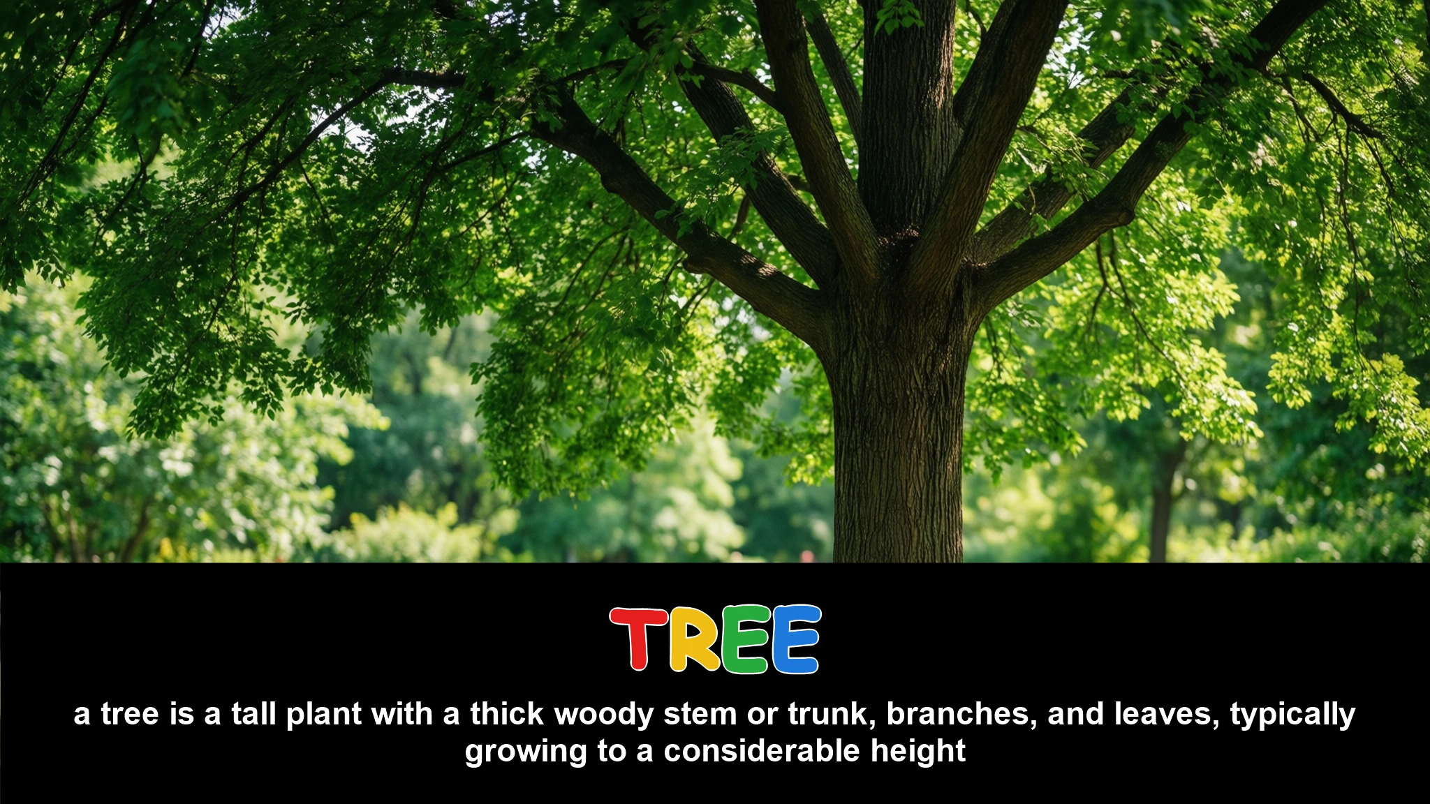 English Illustration for tree
